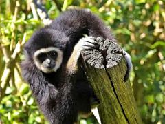 149 BIO PARC DE DOUE LA FONTAINE 4- 2016_000054